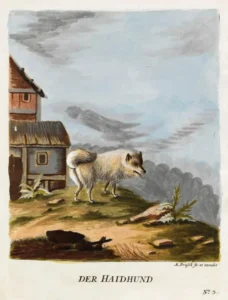 Brasch, Magnus (1831 – 1787) Der Haidhund 1789
in Vier und zwanzig Abbildungen verschiedener Hunde nach dem Leben gezeichnet