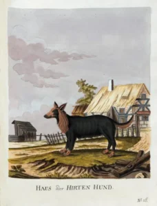 Brasch, Magnus (1831 – 1787) Der Haus oder Hirten-Hund 1789
in Vier und zwanzig Abbildungen verschiedener Hunde nach dem Leben gezeichnet