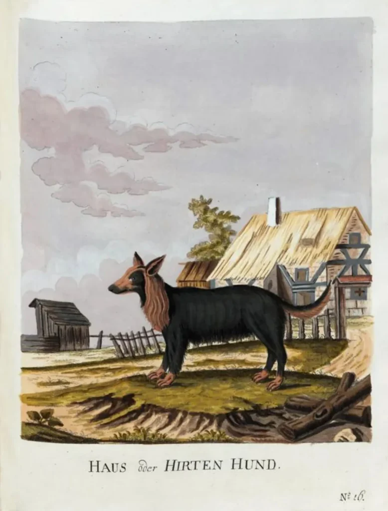 Brasch, Magnus (1831 - 1787) Der Haus oder Hirten-Hund 1789
in Vier und zwanzig Abbildungen verschiedener Hunde nach dem Leben gezeichnet
