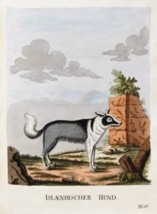 Brasch, Magnus (1831 – 1787) Isländischer Hund 1789
in Vier und zwanzig Abbildungen verschiedener Hunde nach dem Leben gezeichnet