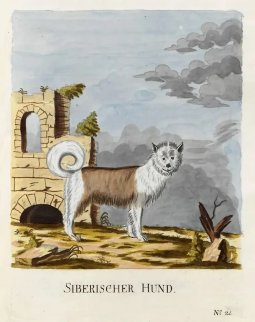 Brasch, Magnus (1831 - 1787) Siberischer Hund 1789
in Vier und zwanzig Abbildungen verschiedener Hunde nach dem Leben gezeichnet