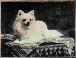 1905 weißer Kleinspitz