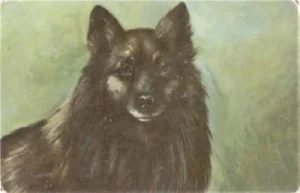 1908 Großer schwarzer Spitz