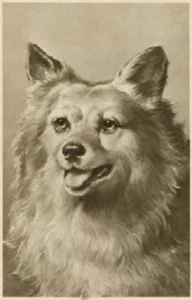 1908 Großer weißer Spitz