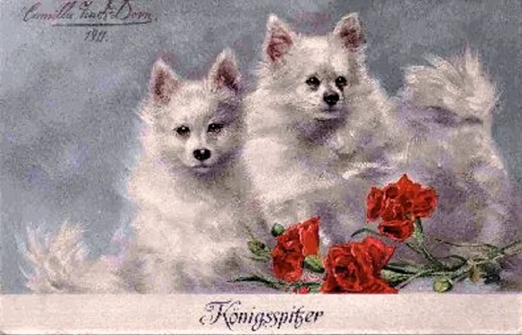 1911 Königsspitzer