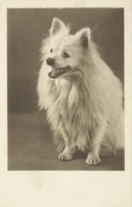 1935 Großer weißer Spitz, sitzend