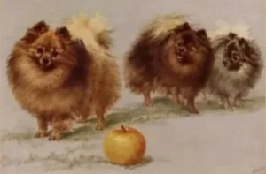 Ansichtskarte - Ch. Dainty Boy born 1894,  Ch Gateacre Bilbury Belle born 1897 und Ch Gatacre Dainty Belle 1899