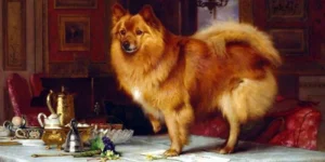Ansichtskarte - Queen Victorias Pomeranian Marco 1