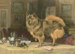 Ansichtskarte - Queen Victorias Pomeranian Marco 2