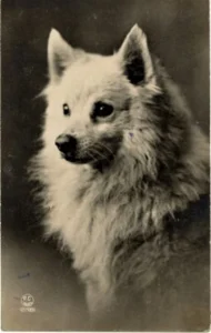 Ansichtskarte - Weißer Großspitz (Portrait) 1