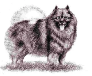 Ansichtskarte - Wolfsspitz
