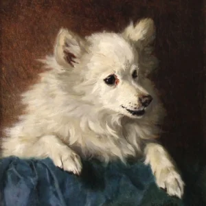 Behmer, Hermann (1831 – 1915) JJJJ Portrait eines weißen Spitzes, German school