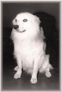 Bordhund Berry, Schnellboot ,,Geier”, 1963, Abb. 01