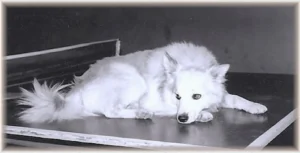 Bordhund Berry, Schnellboot ,,Geier”, 1963, Abb. 02