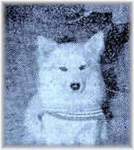 Bordhund Berry, Tender ,,Elbe”, 1. Geige blau, Zeitungsausschnitt 1963, Abb. 05