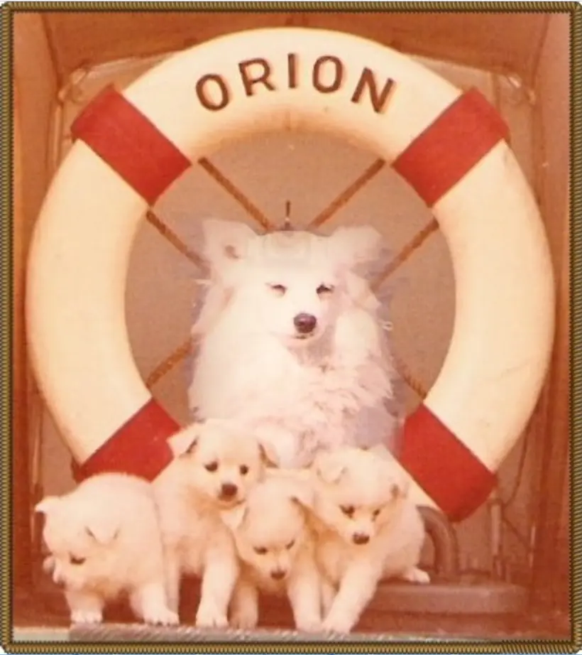Bordhund Conny, Schneller Minensucher ,,Orion”, 1963, Abb. 01