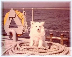 Bordhund Conny, Schneller Minensucher ,,Orion”, 1963, Abb. 03