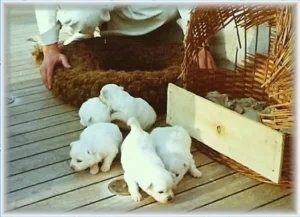Bordhund Conny, Schneller Minensucher ,,Orion”, 1963, Abb. 07