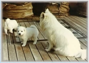 Bordhund Conny, Schneller Minensucher ,,Orion”, 1963, Abb. 08