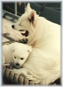 Bordhund Conny, Schneller Minensucher ,,Orion”, 1963, Abb. 12