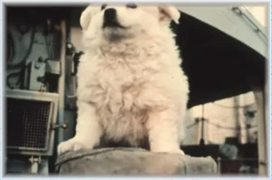Bordhund Pisco (Gefreiter), Schulfregatte ,,Hipper”, nach 1963, Abb. 05