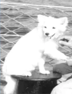 Bordhund Pisco, Schulfregatte ,,Hipper”, 1962, Abb. 01
