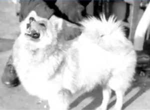 Bordhund Pisco, Schulfregatte ,,Hipper”, 1962, Abb. 02