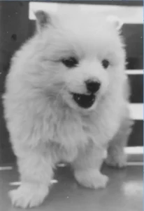 Bordhund Puschkin, Landungsboot ,,Salamander”, 1962, Abb. 01