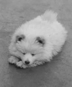 Bordhund Puschkin, Landungsboot ,,Salamander”, 1962, Abb. 02