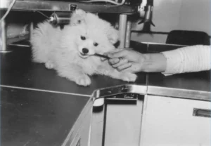 Bordhund Puschkin, Landungsboot ,,Salamander”, 1962, Abb. 03