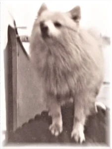 Bordhund Puschkin, Landungsboot ,,Salamander”, 1963, Abb. 04