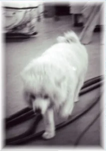 Bordhund Puschkin, Landungsboot ,,Krokodil”, 1970, Abb. 10