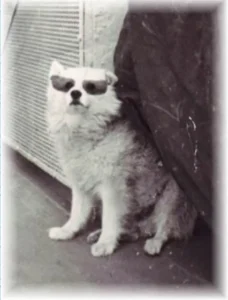 Bordhund Puschkin, Landungsboot ,,Krokodil”, 1970, Abb. 14