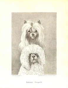 Bungartz, Jean (1854 - 1934)1888 Illustrirtes Muster - Hunde-Buch, S. 35