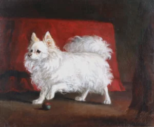 Charlton, John (1849-1917) ca 1880 (ca.) Portraight of a White Pomeranian