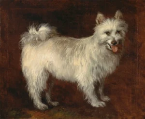 Gainsborough, Thomas (1727 – 1788) 1765 Spitz Dog (Pomeranian), 1765, Yale Center for British Art
