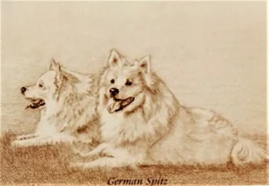 Große weiße Spitze