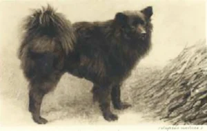 Großer schwarzer Spitz, stehend