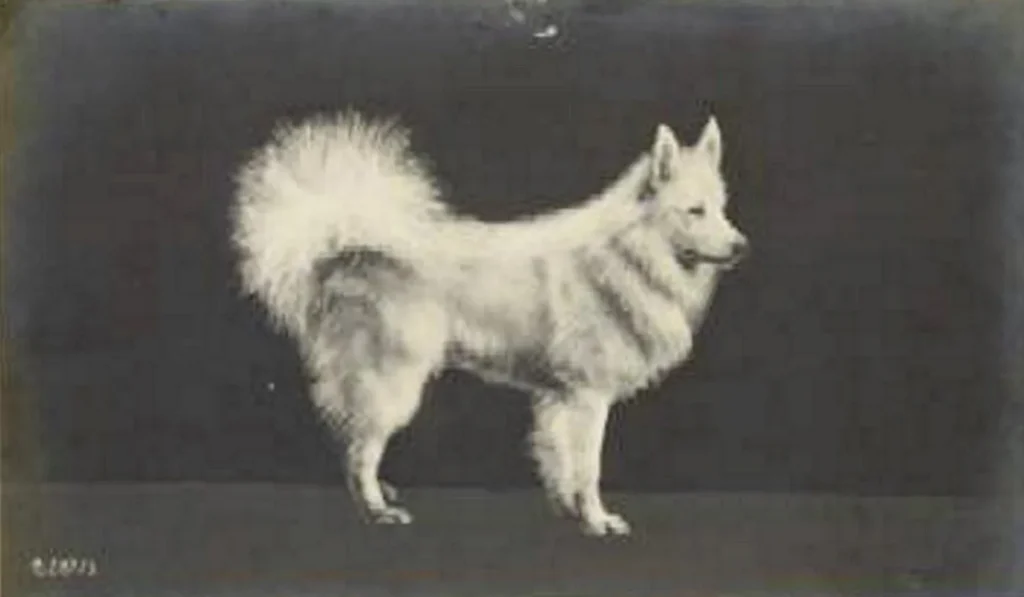 Großer weißer Spitz, stehend