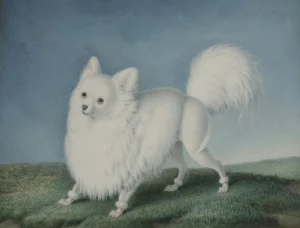 Huet, Nicolas II (1770 – 1830) 1820 Étude de Spitz, nain de Poméranie