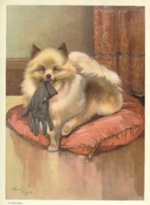 Kaye, Albert, 1926 Pomeranian mit Handschuh A