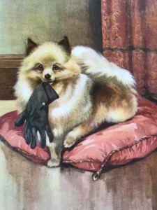 Kaye, Albert, 1926 Pomeranian mit Handschuh B