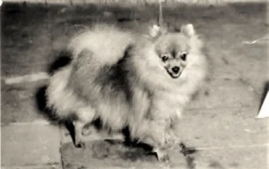 Kleiner oranger Spitz