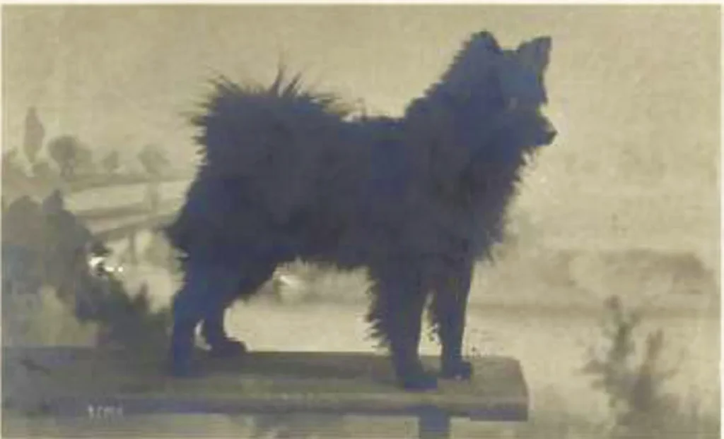 Kleiner schwarzer Spitz, stehend