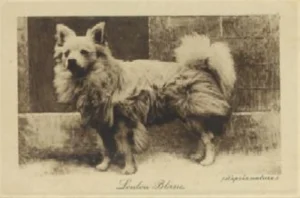 Kleiner weißer Spitz, stehend