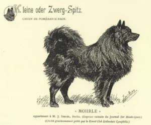 Mohrle