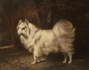 NNNN 1870 (ca.) Loulou of Pomeranian