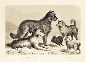 NNNN JJJJ, Abdruck bei Fitzinger, Der Hund und seine Racen. Naturgeschichte des zahmen Hundes, seiner Formen, Racen und Kreuzungen