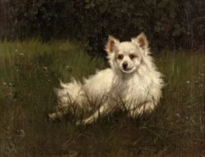 Rainer-Istvánffy, Gabriella (1875-1964) JJJJ Weißer Spitz in Wiese liegend