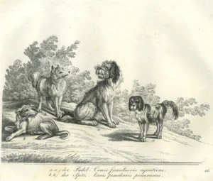 Ridinger-Johann-Elias-Martin-Elias-1768-Kupferstich-bei-Martin-Engelbrecht-Nfg.-1824-25-nach-einem-Original-von-1768